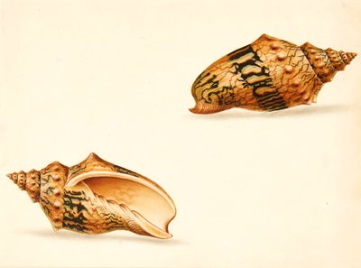 Studio di Conchiglie da Ignaz Von (manner of) Born