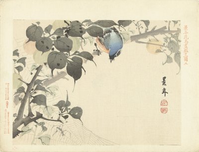 Uccello blu-arancio su un ramo che guarda un ragno (Bloemen- en vogelschetsen van Keinen) da Imao Keinen