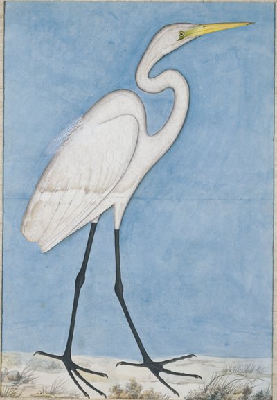 Un grande airone bianco, Lucknow (c.1790) da Indian School