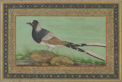 Un forktail maculato da Indian School