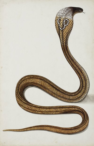 Un cobra (Maja tripudians) con cappuccio aperto, 1785-89 da Indian School