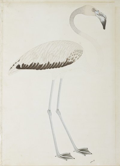 Un fenicottero, c.1780 da Indian School