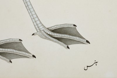 Un fenicottero, dettaglio, c.1780 da Indian School