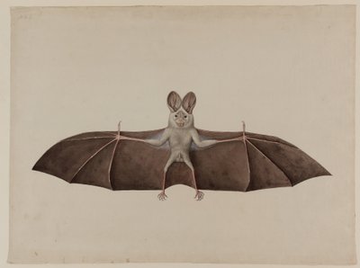 Falso vampiro minore asiatico da Indian School