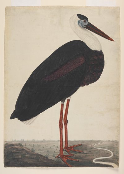 Cicogna nera in un paesaggio, c.1780 da Indian School