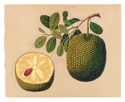Frutto e fogliame di durian, c.1815 da Indian School