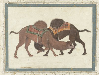Cammelli in lotta, c.1680-1700 da Indian School