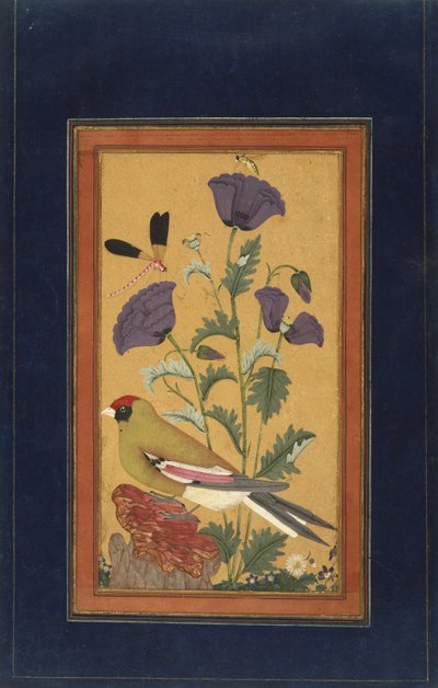 Fringuello, papaveri, libellula e ape, 1650-70 (acquerello opaco e oro su carta) da Indian School
