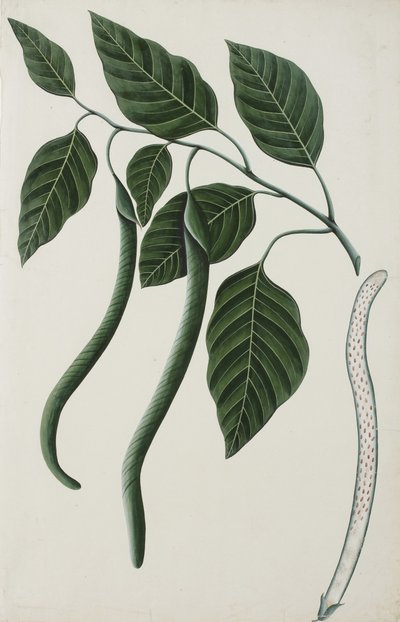 Frutta e foglie di una delle Bignoniaceae, 1785-89 da Indian School