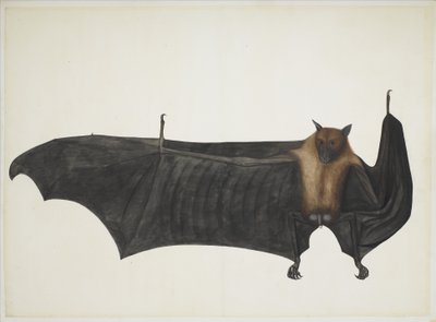 Grande pipistrello della frutta indiano, c.1777-82 da Indian School