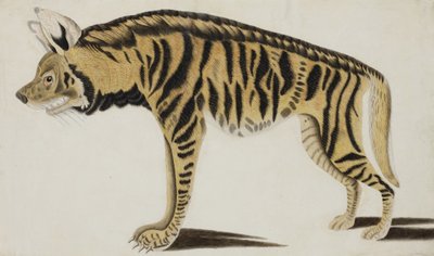 Iena, dopo il 1794 da Indian School
