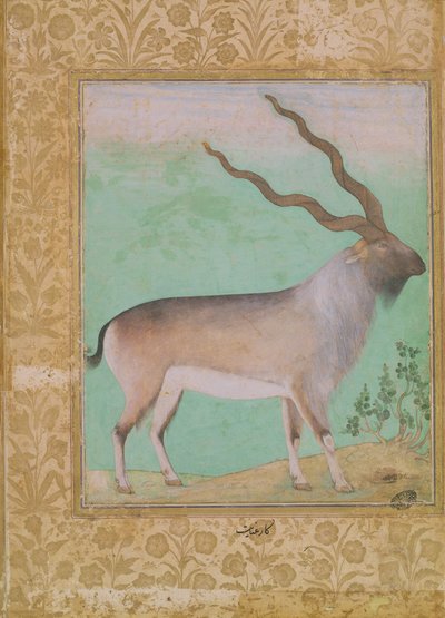 Stambecco, Mughal da Indian School