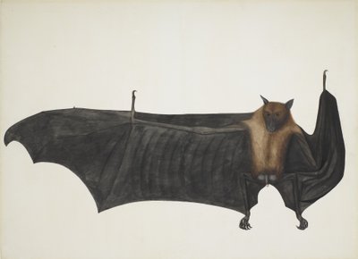 Volpe volante indiana nota anche come grande pipistrello della frutta indiano; Pteropus Giganteus, c. 1800 da Indian School