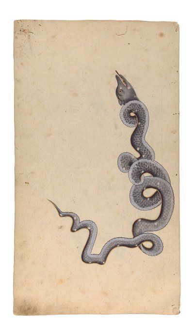 La costellazione del Drago: al-Tinnin, 1740 da Indian School