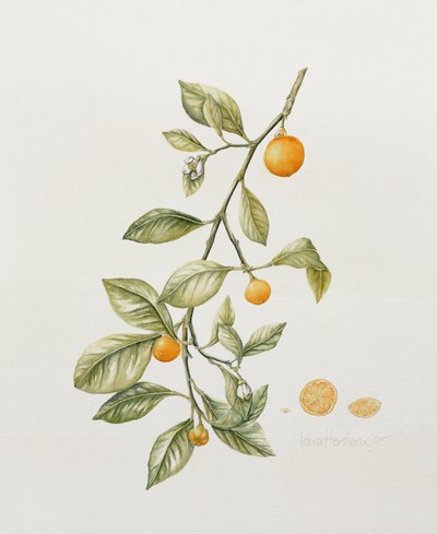 Arancio Ornamentale da Iona Hordern