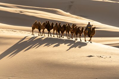 Un cammelliere guida i suoi cammelli battriani alle dune di sabbia di Khongoryn Els nel sud Gobi, 2018 (foto) da Ira Block