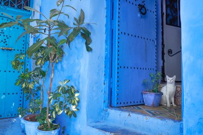 Scena di strada a Chefchaouen, la città blu del Marocco, 2019 da Ira Block