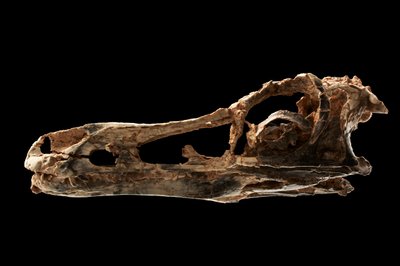 Cranio di dinosauro simile ad Alvarezsauro all