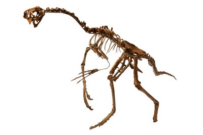 Un Oviraptor quasi completo dalla Mongolia da Ira Block