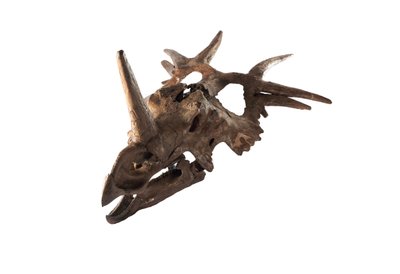 Uno Styracosaurus originale al Museo Canadese della Natura. da Ira Block