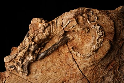 Un dinosauro sconosciuto all