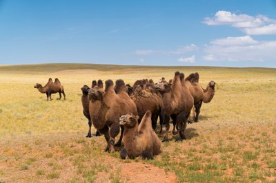 Cammelli battriani nel deserto del sud Gobi in Mongolia meridionale, 2016 (foto) da Ira Block