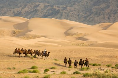 Carovana di cammelli battriani nel Deserto del Gobi Meridionale, Mongolia, 2013 (foto) da Ira Block