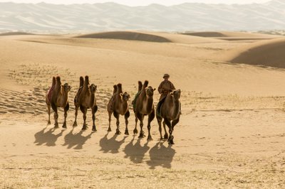 Carovana di cammelli battriani nel deserto del sud Gobi, Mongolia, 2013 (foto) da Ira Block