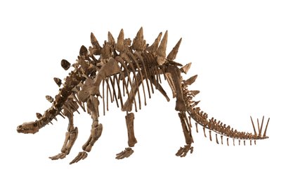 Chongqing, Cina al Museo di Storia Naturale di Chongqing, Tuojiangosaurus, trovato nel 1974 nella provincia di Sichuan vicino alla città di Zigong. Circa il 70% è reale. da Ira Block