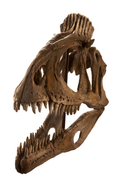 Calco di Cryolophosaurus all
