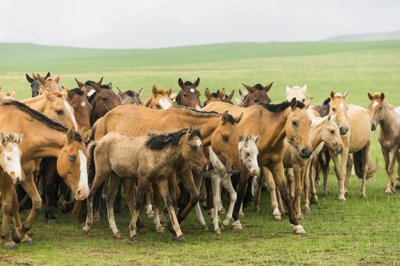 Famiglia locale che raduna i loro cavalli nella Riserva Naturale di Gun-Galuut da Ira Block