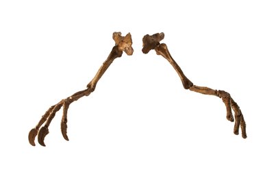 Il dinosauro mongolo Deinocheirus, con le sue braccia e artigli giganti da Ira Block