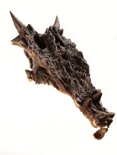 Il cranio del Dracorex al Museo dei Bambini di Indianapolis, Indiana. da Ira Block