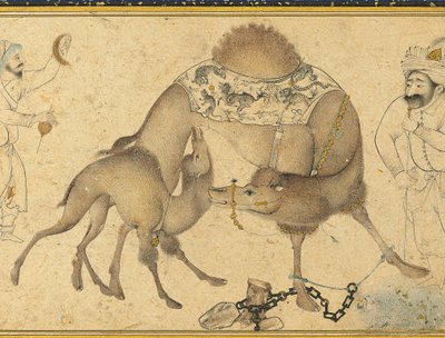 Un Cammello e il Suo Cucciolo, Iran Safavide, 1650-1700 da Iranian School