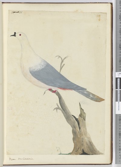 Piccione. Nuova Caledonia, 1772-75 da Isaac Smith
