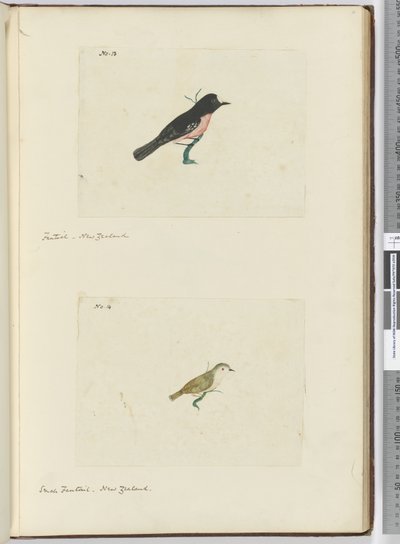 Coda a ventaglio. Nuova Zelanda  Piccola coda a ventaglio. Nuova Zelanda, 1772-75 da Isaac Smith