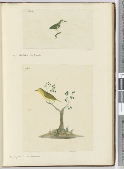 Piccola coda a ventaglio. Nuova Zelanda  Uccello beffardo. Nuova Zelanda, 1772-75 da Isaac Smith