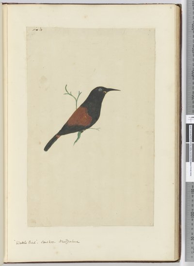 Uccello wattled. Cuculo. Nuova Zelanda, 1772-75 da Isaac Smith