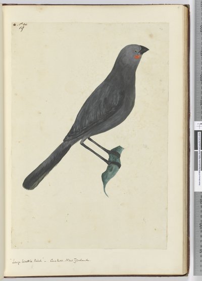 Grande uccello wattled, cuculo. Nuova Zelanda, 1772-75 da Isaac Smith