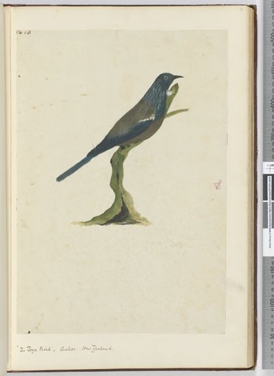 Uccello poya, cuculo. Nuova Zelanda, 1772-75 da Isaac Smith
