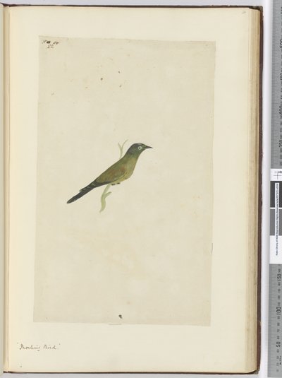 Uccello beffardo, 1772-75 da Isaac Smith