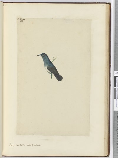 Grande coda a ventaglio. Nuova Zelanda, 1772-75 da Isaac Smith