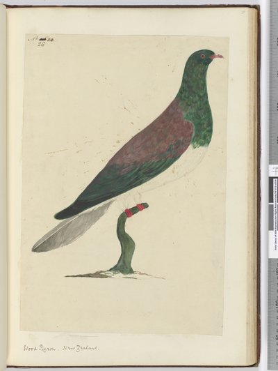 Piccione selvatico. Nuova Zelanda, 1772-75 da Isaac Smith