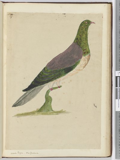 Piccione selvatico. Nuova Zelanda, 1772-75 da Isaac Smith