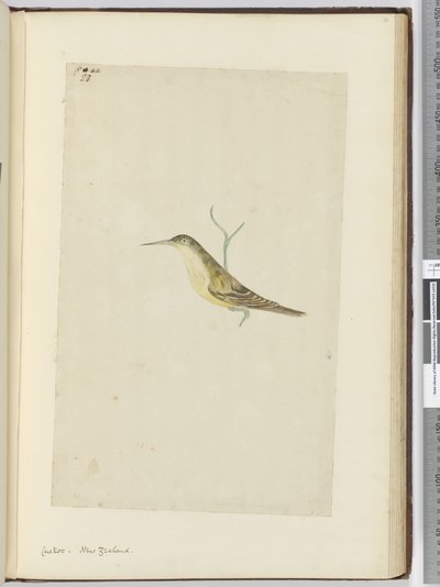 Cuculo. Nuova Zelanda, 1772-75 da Isaac Smith