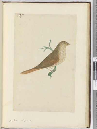 Grosbeak. Nuova Zelanda, 1772-75 da Isaac Smith