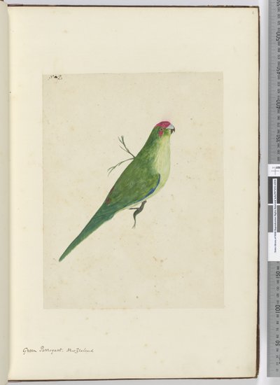 Parrocchetto verde. Nuova Zelanda, 1772-75 da Isaac Smith