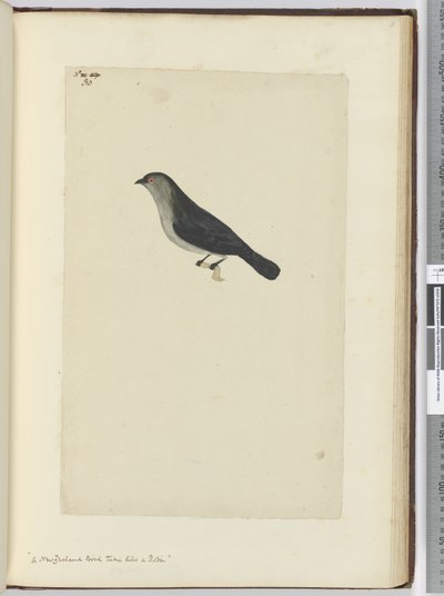 Un uccello della Nuova Zelanda addomesticato come un pettirosso, 1772-75 da Isaac Smith
