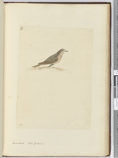 Allodola di sabbia. Nuova Zelanda, 1772-75 da Isaac Smith