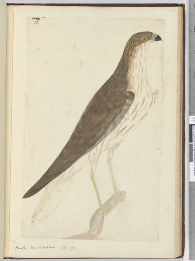 Falco. Nuova Caledonia. (Settembre 1774), 1772-75 da Isaac Smith